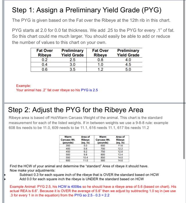 Back WORKSHEET Yield GRADING CATTLE .docx WORKSHEET