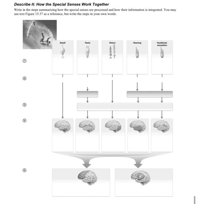 Solved Describe It: How the Special Senses Work Together | Chegg.com
