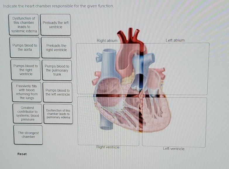 Solved Indicate the heart chamber responsible for the given 