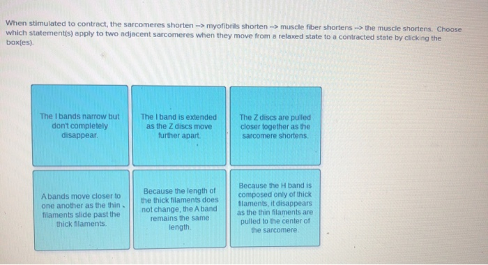 solved-when-stimulated-to-contract-the-sarcomeres-shorten-chegg