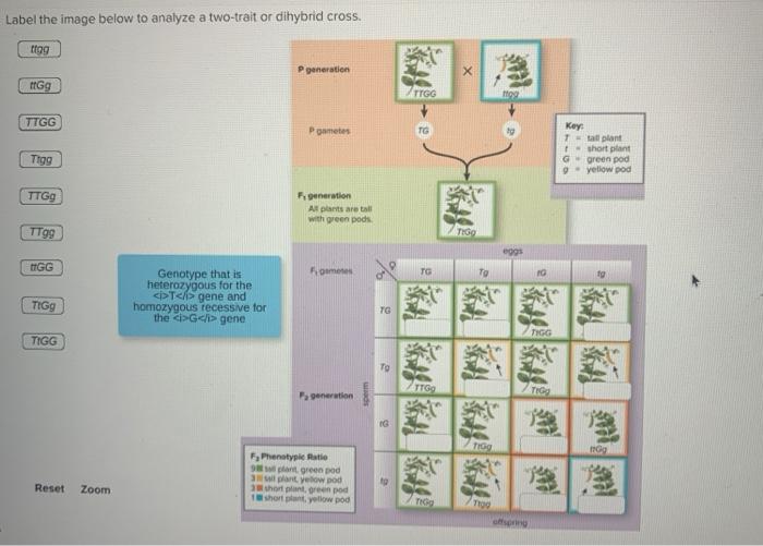 Solved Label the image below to analyze a twotrait or