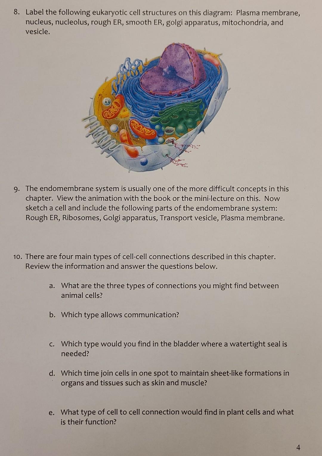 Solved 8. Label the following eukaryotic cell structures on | Chegg.com