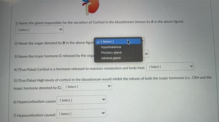 Solved The below shows that in the с A 1) Name the gland | Chegg.com