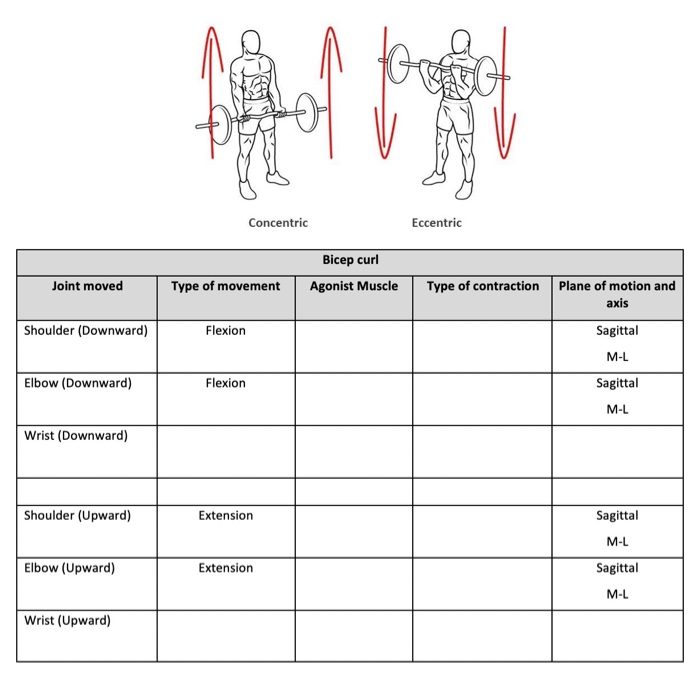 Solved Concentric Eccentric Bicep curl Agonist Muscle Joint | Chegg.com