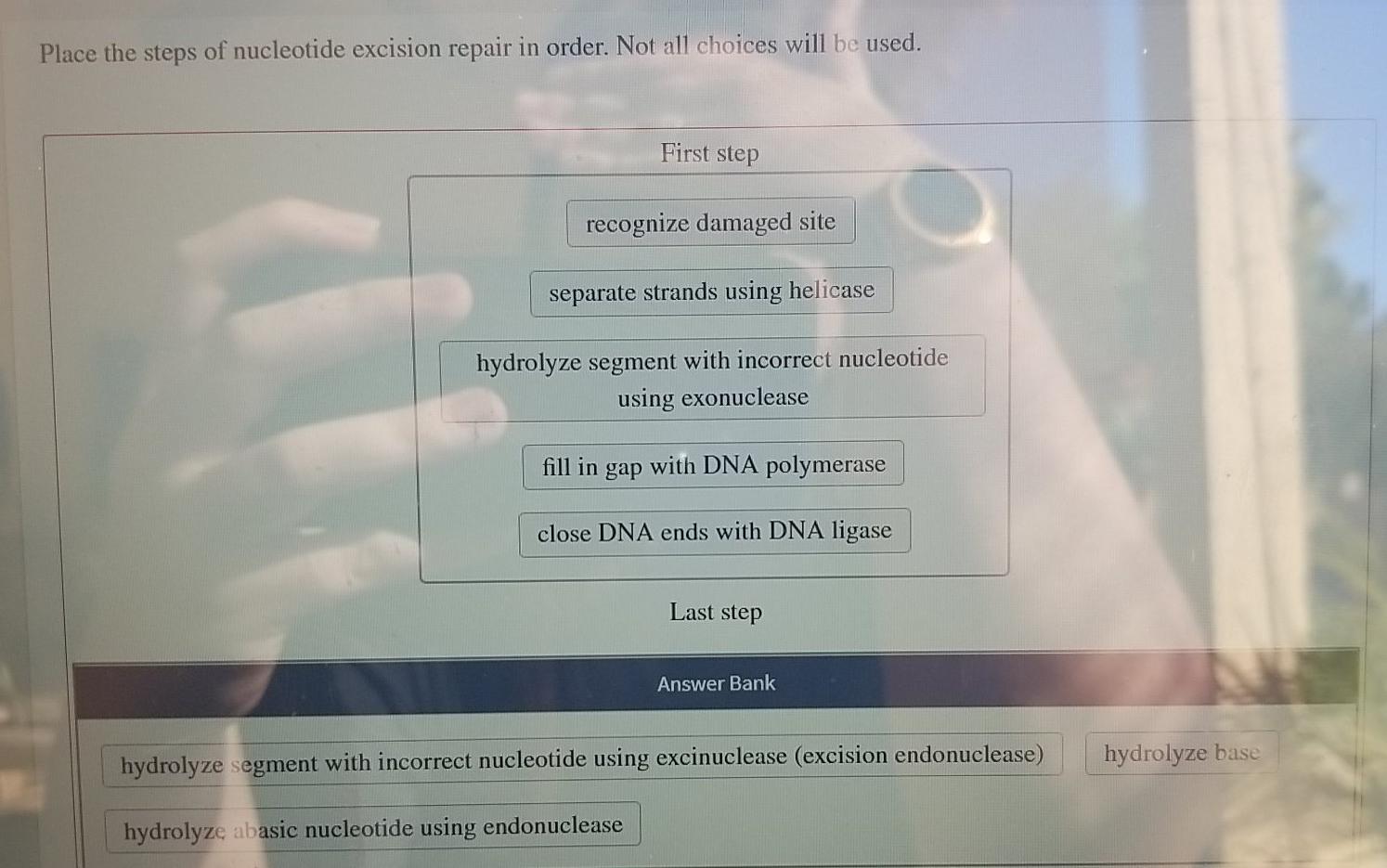 Solved Place the steps of nucleotide excision repair in | Chegg.com