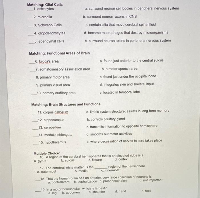 Solved a. surround neuron cell bodies in peripheral nervous | Chegg.com