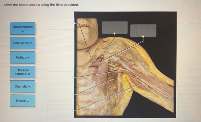 Solved Label the blood vessels using the hints provided. | Chegg.com