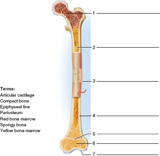 Featured image of post Long Bone Labeling Answers This is called the diaphysis