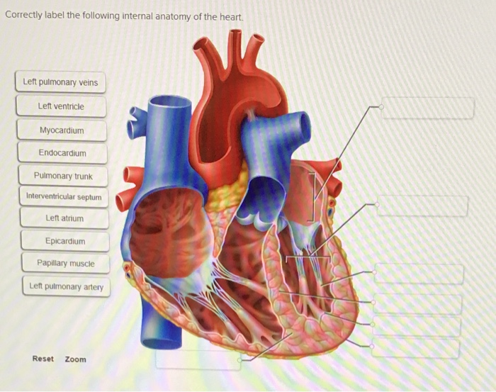Correctly label the following internal anatomy of the heart. 