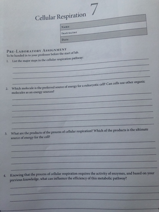 Solved Cellular Respiration Instructor Date PRELABORATORY
