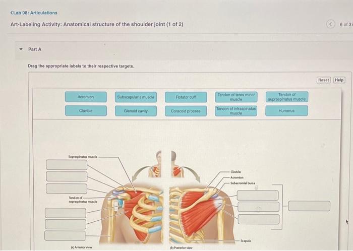Art Labeling Activity The Shoulder Joint Learnhowtoposeforpictures