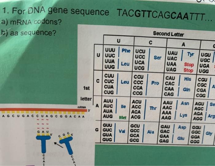 Solved 1. For DNA gene sequence TACGTTCAGCAATTT... a) mRNA | Chegg.com