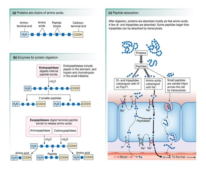 Solved After digestion, proteins are absorbed mostly as free