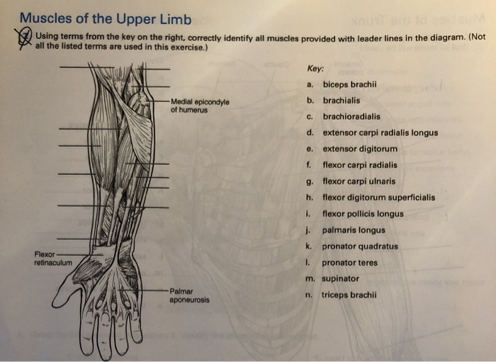Solved FIGURE 10.27 Muscles of the right upper limb: (A)
