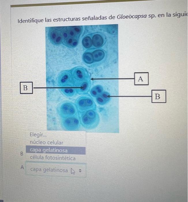 Identifique las estructuras señaladas de Gloeocapsa \( \mathrm{sp} \). en la sigui?
A
B
Elegir...
núcleo celular
A capa gelat