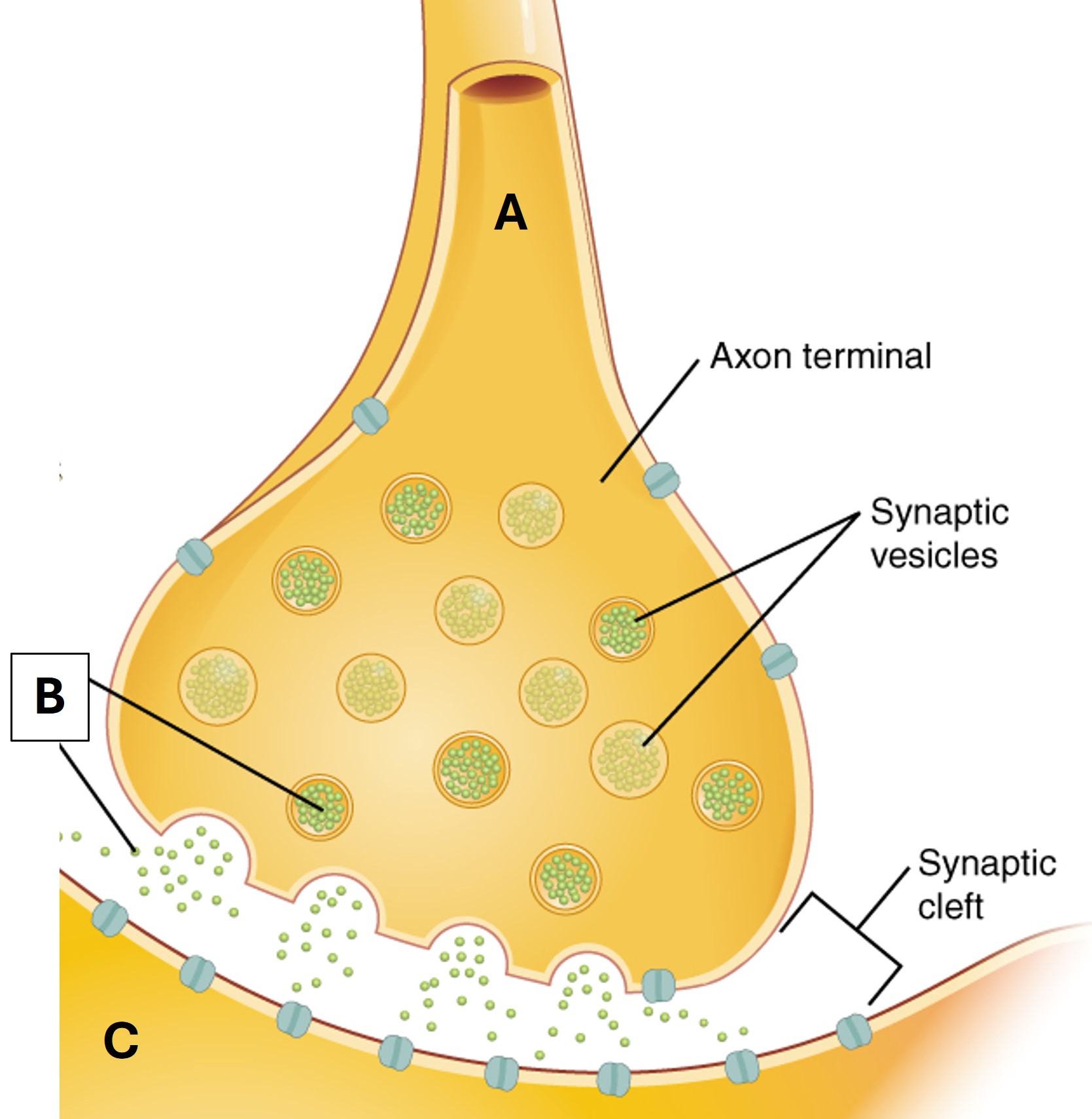 Solved A. ﻿ Identify A and C as either the presynaptic cell | Chegg.com