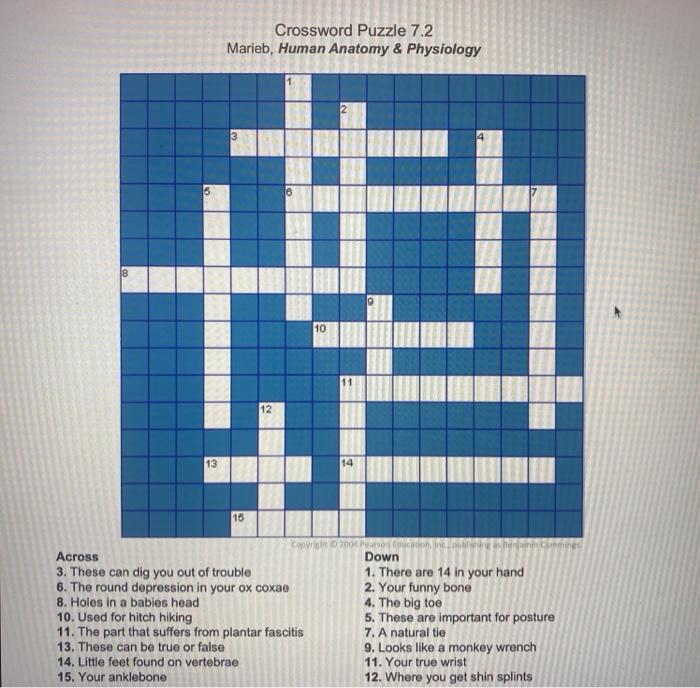 Solved Crossword Puzzle 7 2 Marieb Human Anatomy Chegg com