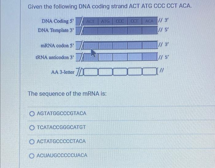 Solved Given the following DNA coding strand ACT ATG CCC CCT | Chegg.com