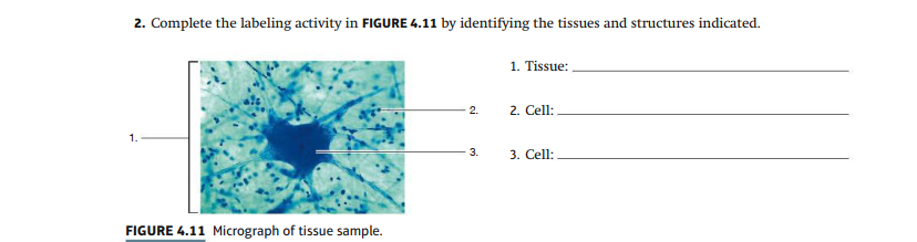 Solved Complete the labeling activity in FIGURE 4.11 ﻿by | Chegg.com