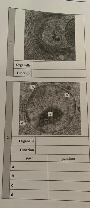 Solved Organelle Function and Part | Chegg.com