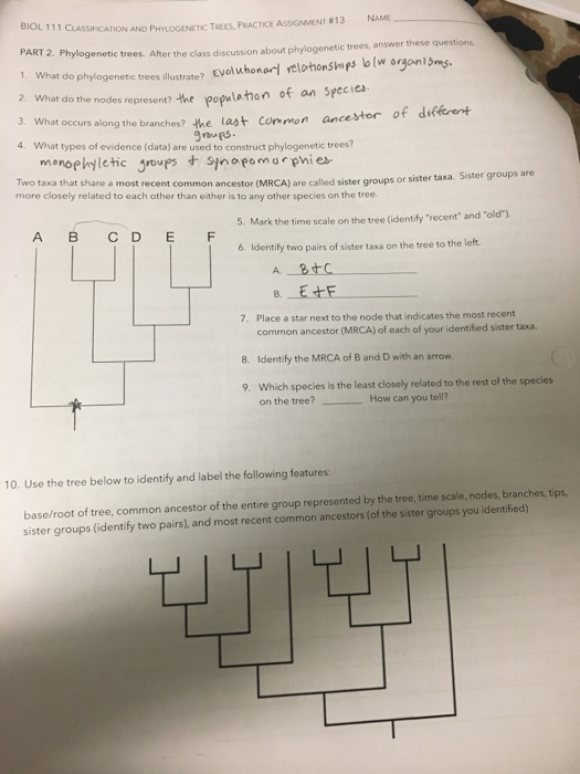 phylogenetic-tree-practice-worksheet-with-answers