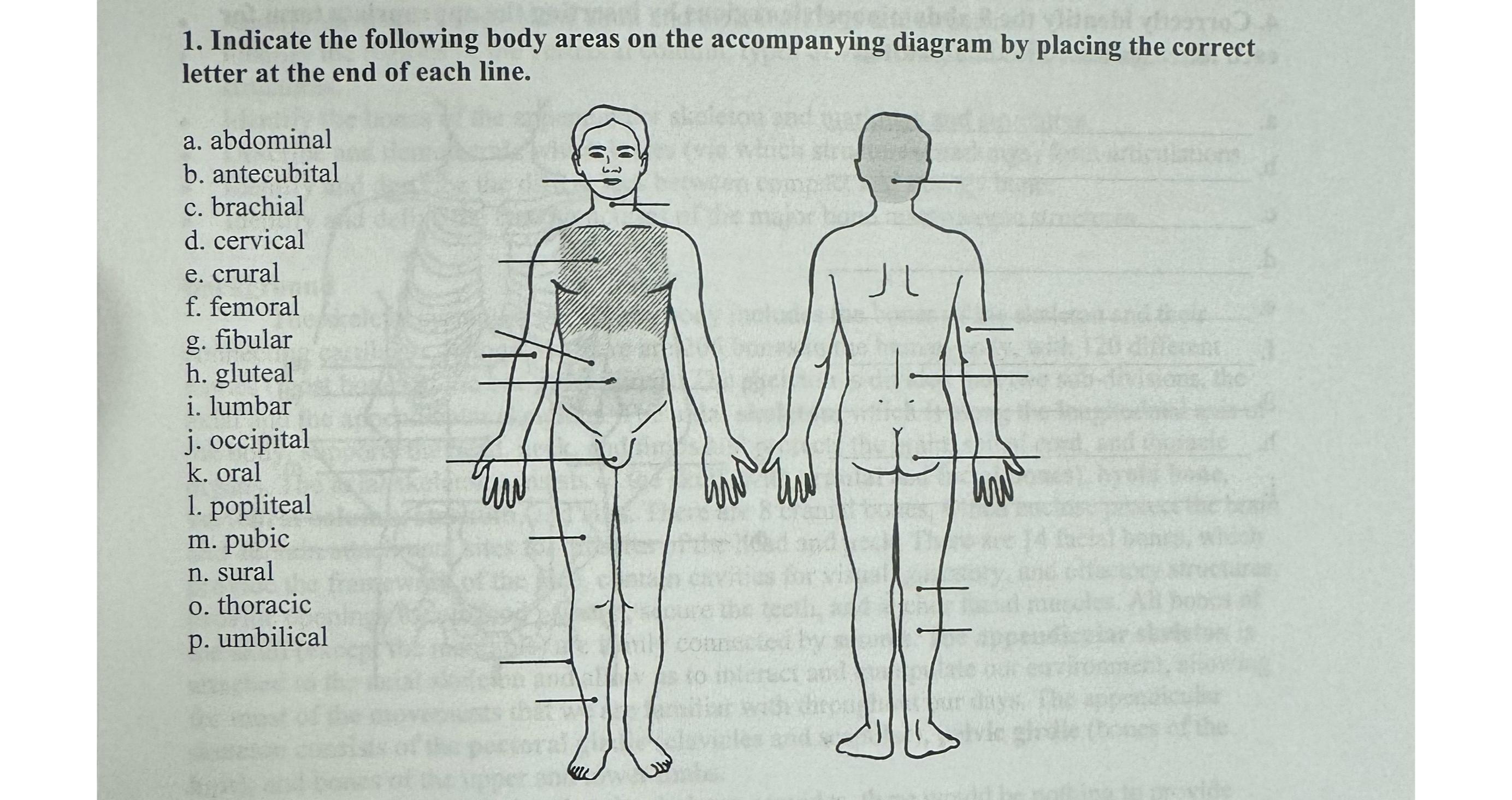 Solved Indicate the following body areas on the accompanying | Chegg.com