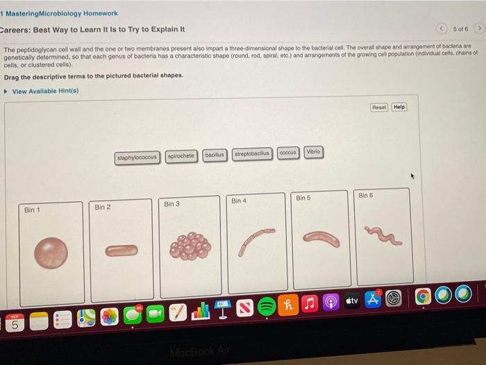 Solved 1 Mastering Microbiology Homework Careers Best Way 1106