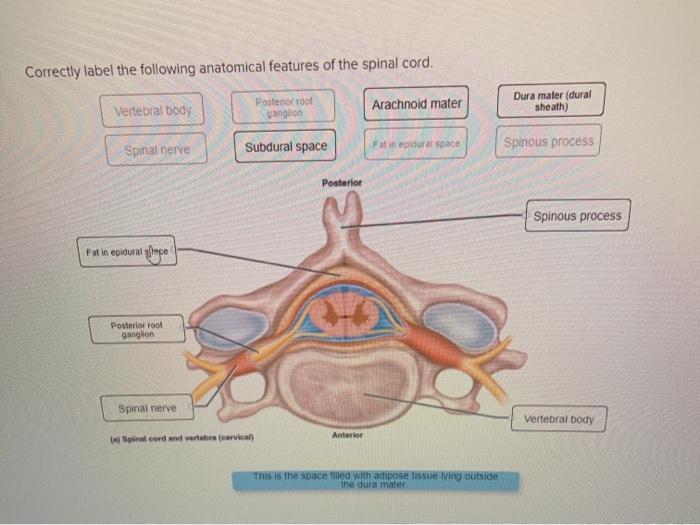 subdural space spinal cord