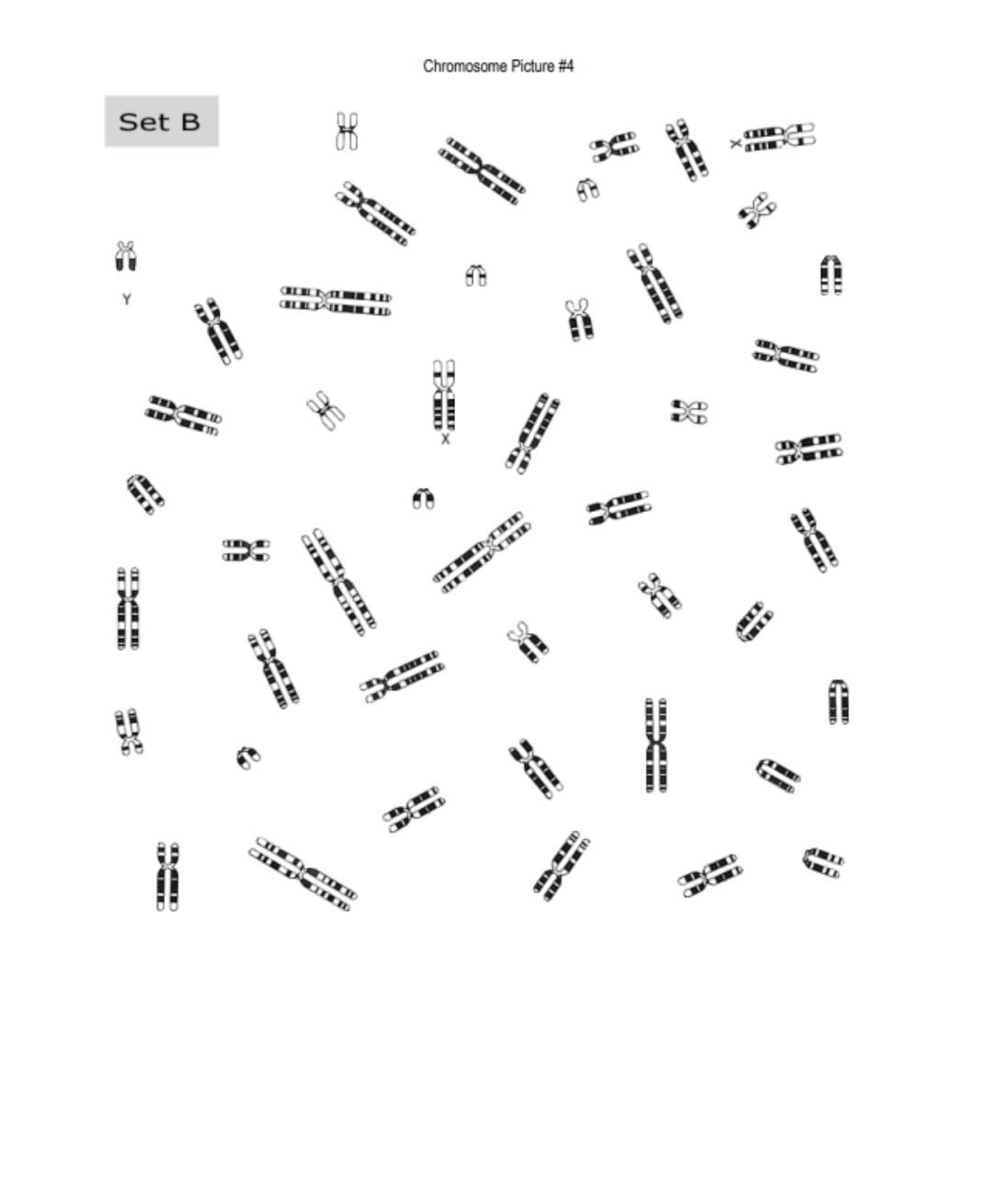 Solved Questions: 1. What four karyotypes did you choose to | Chegg.com