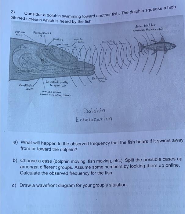 Solved 2) pitched screech which is heard by the fish | Chegg.com