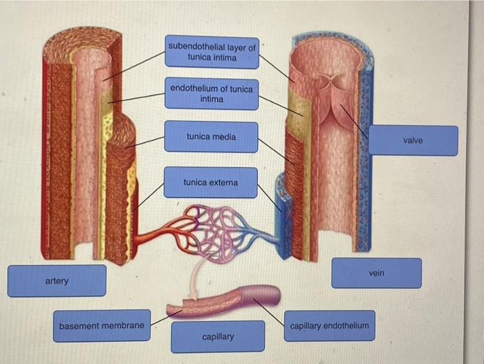 Tunica intima, anatomy