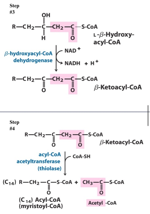 Solved Hydrogenating oils to saturate the double bonds in | Chegg.com