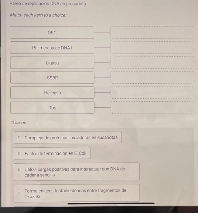 Pareo de replicación DNA en procariota Match each item to a choice: Choices: :: Complejo de proteinas iniciadoras en eucario