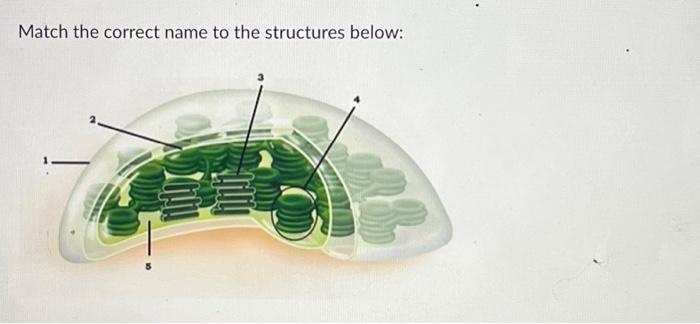 Solved Match the correct name to the structures below: | Chegg.com