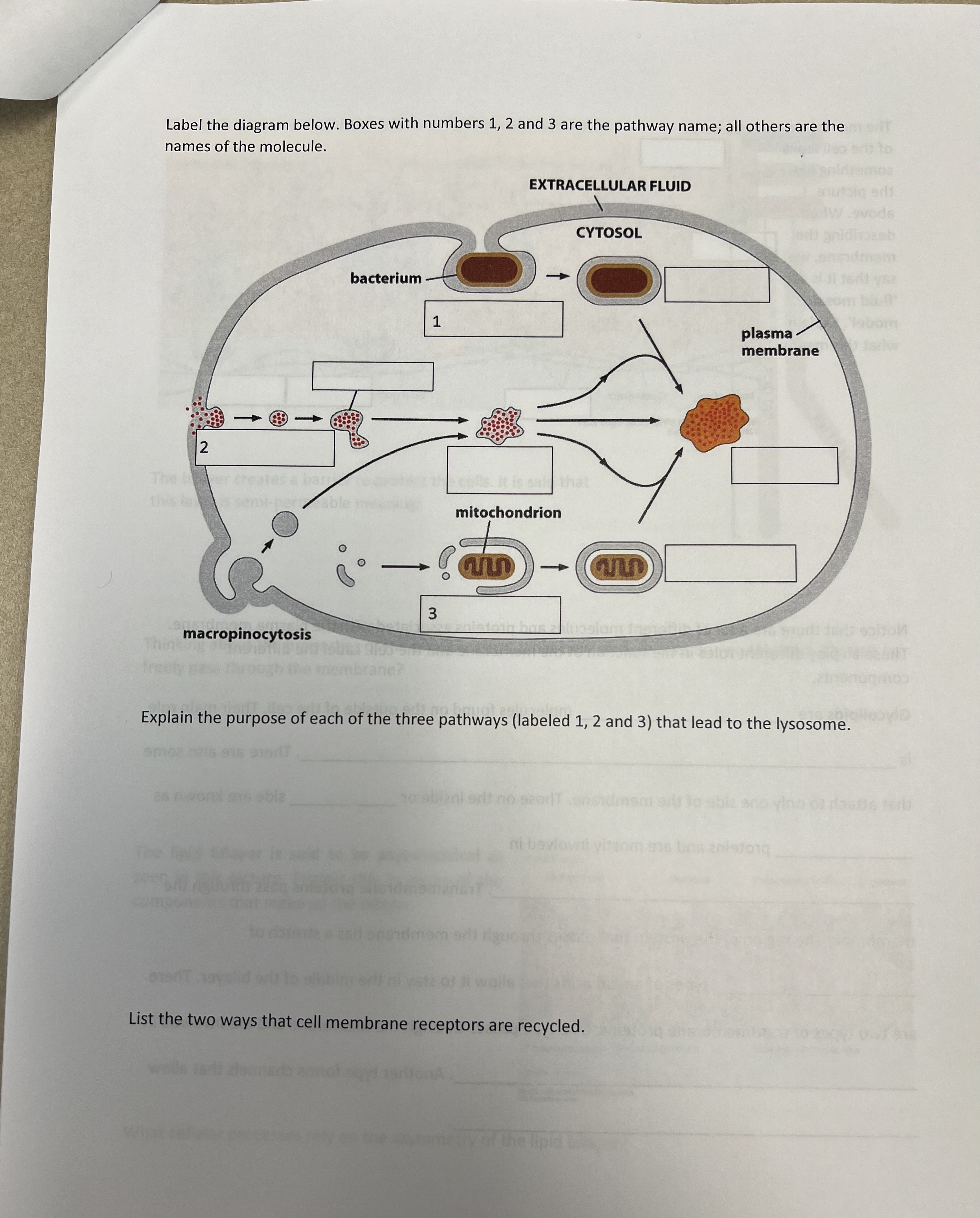 Solved Practice packet: Label the diagram below. Boxes with | Chegg.com