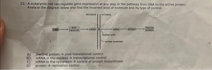 Solved 52. A eukaryotic cell can regulate gene expression at | Chegg.com