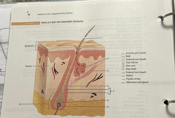 Solved Arrector pili muscle Bulb External root sheath Hair | Chegg.com