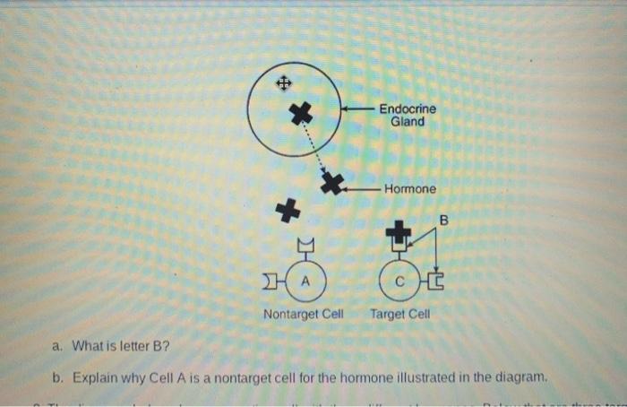 + Endocrine Gland Hormone B Η НА С Nontarget Cell Target Cell a. What is letter B? b. Explain why Cell A is a nontarget cell