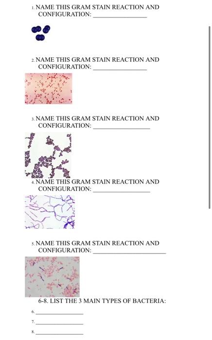 Solved 1. NAME THIS GRAM STAIN REACTION AND CONFIGURATION: | Chegg.com