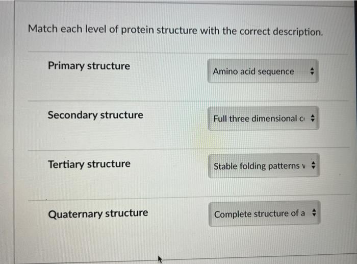 Solved Match each level of protein structure with the