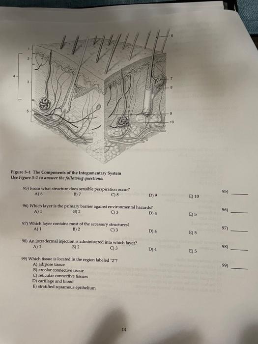 Solved Figure S-1 The Components of the Integumentary System | Chegg.com