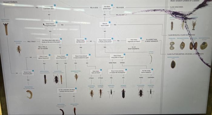 identify class, order, family, genus, and phylum by a | Chegg.com