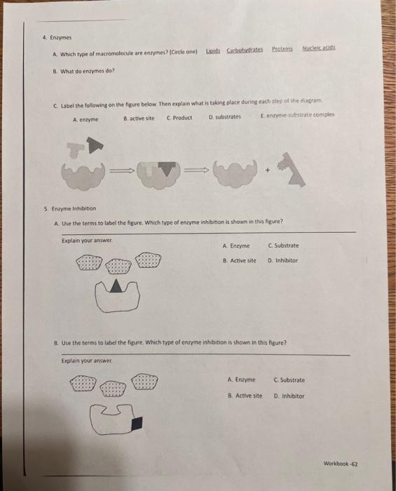 Solved Use Figure Below That Describes Enzyme Activity To Chegg Com