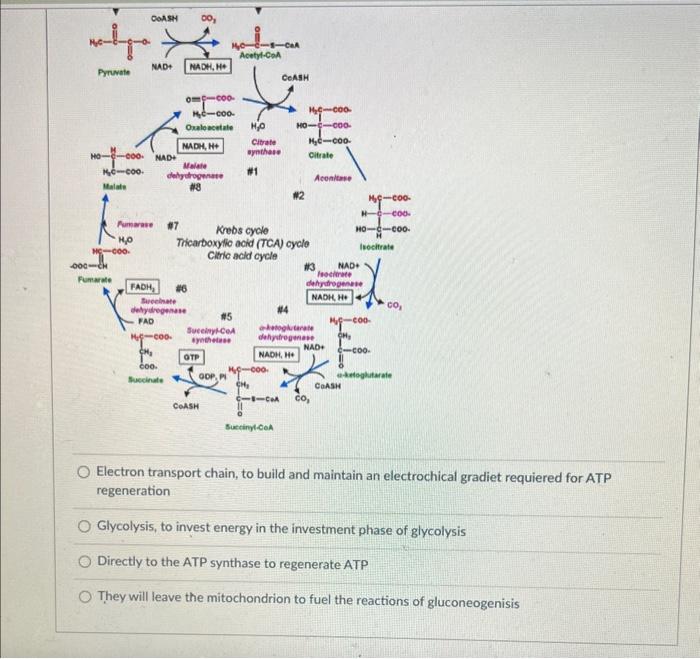 Solved Once the coenzymes riboflavin and niacin are reduced,