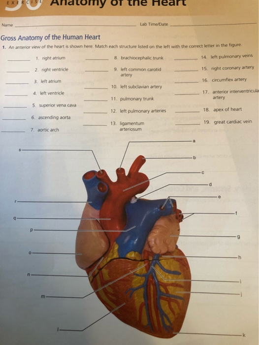 complete anatomy and physiology of the heart