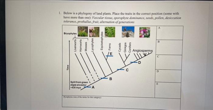 Solved 1. Below Is A Phylogeny Of Land Plants. Place The | Chegg.com