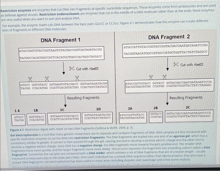 Solved Restriction enzymes are enzymes that cut DNA into | Chegg.com