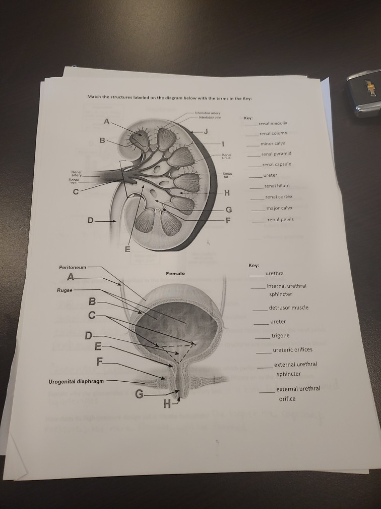 Solved match the structures labeled on the diagram below | Chegg.com