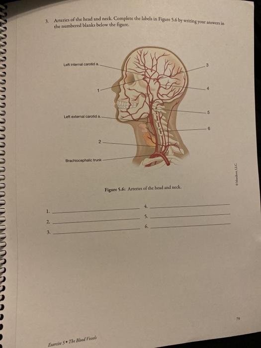 Solved 3 Arteries Of The Head And Neck Complete The Labels 5155