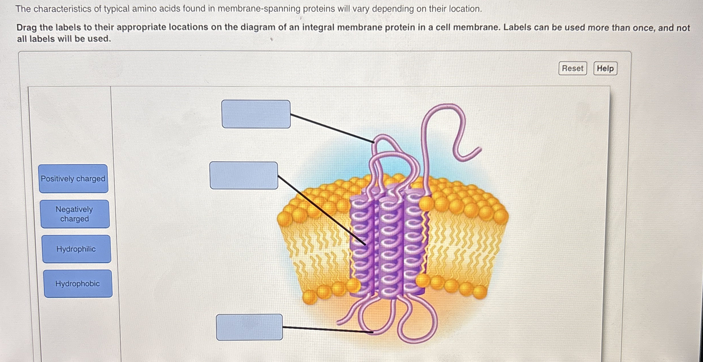 The characteristics of typical amino acids found in | Chegg.com
